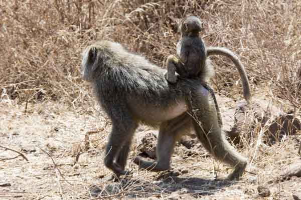 Mono Babuino - parque nacional lago Manyara - Tanzania 2.jpg